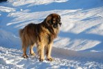 2011-01-13 Nelson