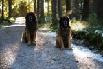 Morgonpromenad 23 februari 2011