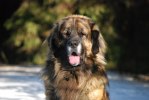 2011-02-03 Nelson