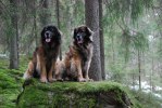 2011-02-26 Max och Nelson
