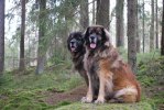 2011-02-26 Max och Nelson