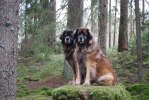 2011-02-26 Max och Nelson