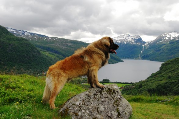 Nelson på span