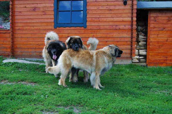 På väg hem stannade vi och hälsade på Max uppfödare, Christina o Frank på Aldibaras kennel. Max och Nelson leker med Bimbo