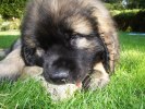 Nelson 2006-09-23 8,4 kg 003
