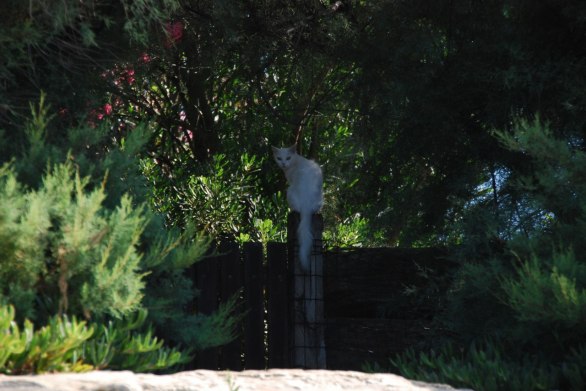 En katt som svalkade sig i skuggan (+42 grader)