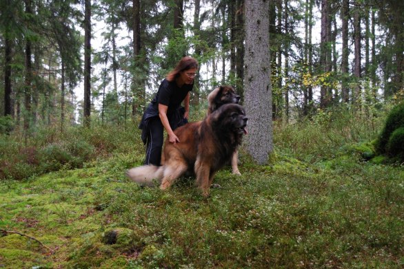 Sätt Dig Max, Nelson sitter redan