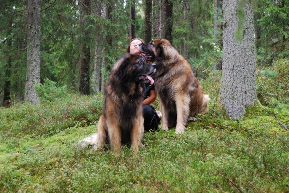 Puss matte - det är så tråkigt att sitta här