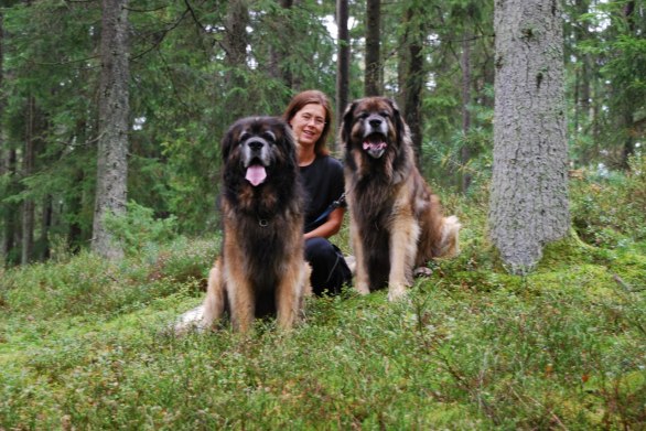 Vad tar det åt Nelson? Han börjar ruska huvudet