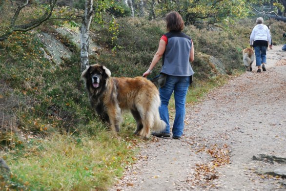 Nelson spanar efter husse