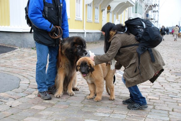 Max och lille Shaggy, båda norrmän.