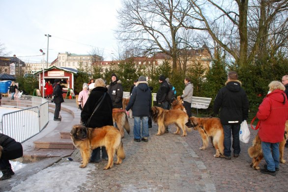 Fika/glögg-paus vid Bältesspännarparken