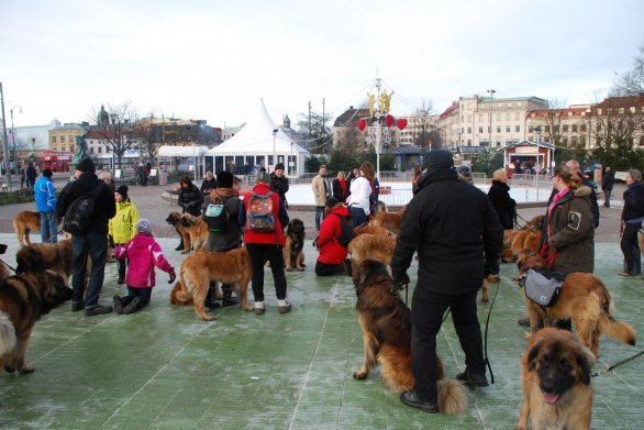 Bältesspännarparken - några av de 42 leonbergers som var med