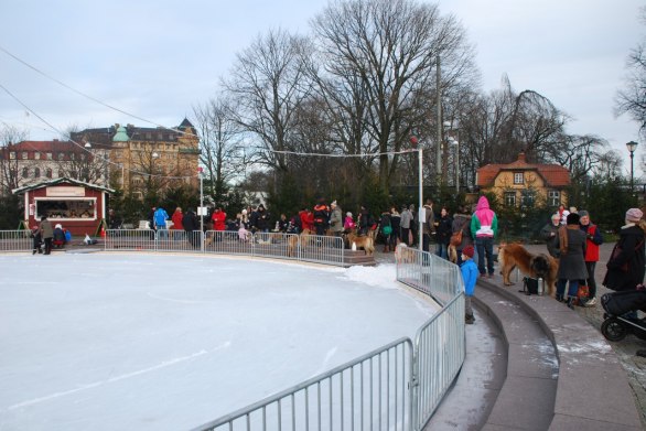 Inga vovvar ute på isen