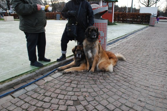 Hunden som ligger ner är Nelsons halvbror (samma mamma)
