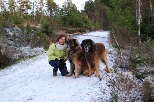 Tog en skogspromenad efter leo-träffen - vovvarna var mycket nöjda