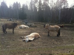 Hästarna njuter av vår solen