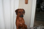 Uggledal 048