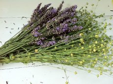 Sommarens sista doftande lavendelblommor och " linbollar"!