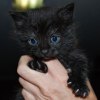 Lillkatt-1