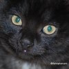 Lillkatt-2