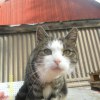 chester_stor
