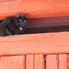 ladukatt