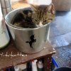 hinkkatt