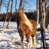 hilmir