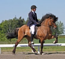 Bästa show 2011: Viglundur frá Vestra-Fiflholti