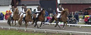 Freyja frá Tumabrekku med avkommor vid SM 2001. Foto: broncophoto.com