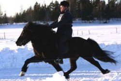 Ryttare: Thorleifur Sigfusson Foto: Bengt Hallberg