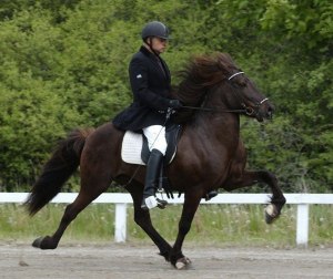 Askur från Håkansgården är den första svenskfödda hingsten som har fått utmärkelsen Hederspremie. Foto: Ingela Bjurenborg