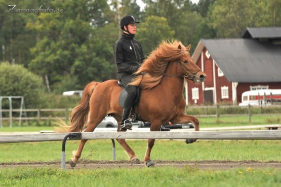 Eyvindur Mandal-Hreggvidsson, Årets avelsvisarpris 2010, foto zannasfoto.se