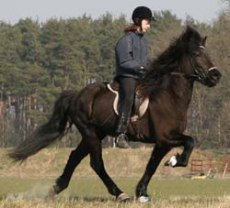 Hrisla från Skaneyland, u. Hrina Vigdis från Grandalen; foto: Stefan Nord