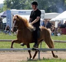 Ljosadis från Musö, e. Jór frá Kjartanstödum, foto: 
