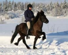 Venus f Hocksbo, e. Flipi f Österåker,  foto: Ia Lindholm