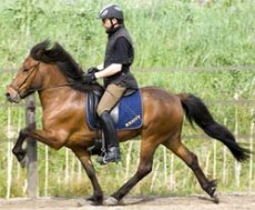 Disa från Hocksbo är u Freya frá Tumabrekku och e. Flipi från Österåker, foto: Ingela Bjurenborg