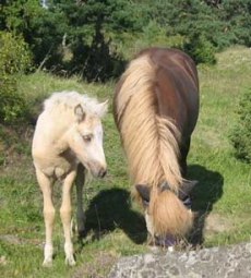 Foto: Lise-lott Feldt