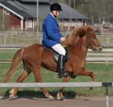 Hjartanga från Musö, e. Jór frá Kjartanstödum, Foto: 