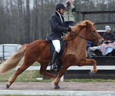 Vilja från Hocksbo, u Freya ELIT Foto: Ingela Bjurenborg