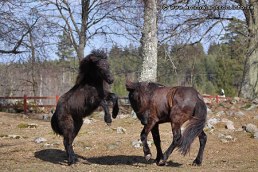 Foto: Emma Jansson