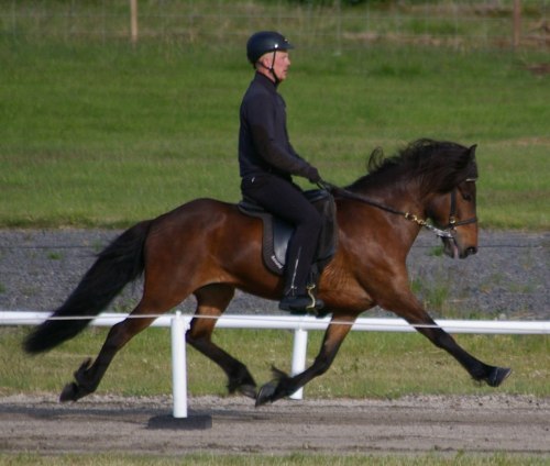Þóra frá Prestbae, total bedömning 8.77, BLUP 133 världens högsta BLUP.