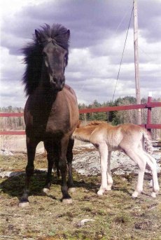 Svala från Örvik e; Svalur frá Glaesibae, foto: Malle Jöever Friman.