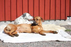 Bästisarna Nova & Ebba