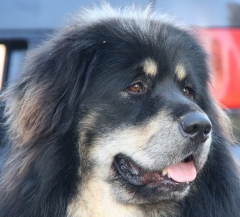 Rizzo, 1 oktober 2011