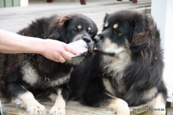 Ayla och Rizzo delar på ett glas mjölk. (sommaren 2010)