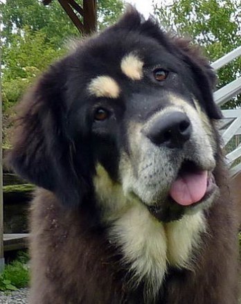 Saras Himalaya´s Athena