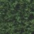 China Green