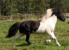 hýreygur_450